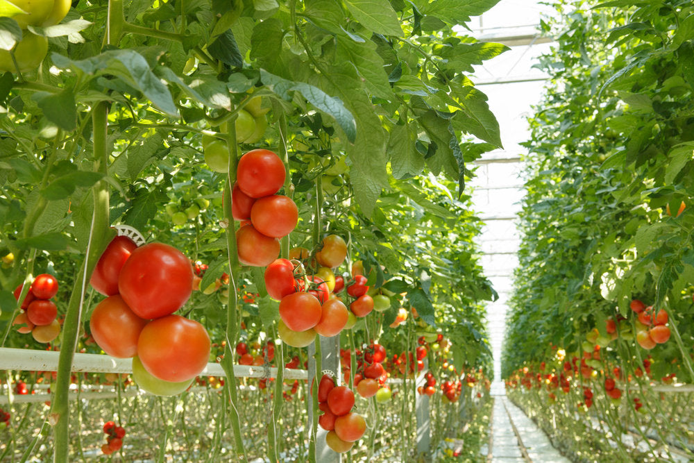 7 Advantages of Hydroponic Farming丨OG Roots