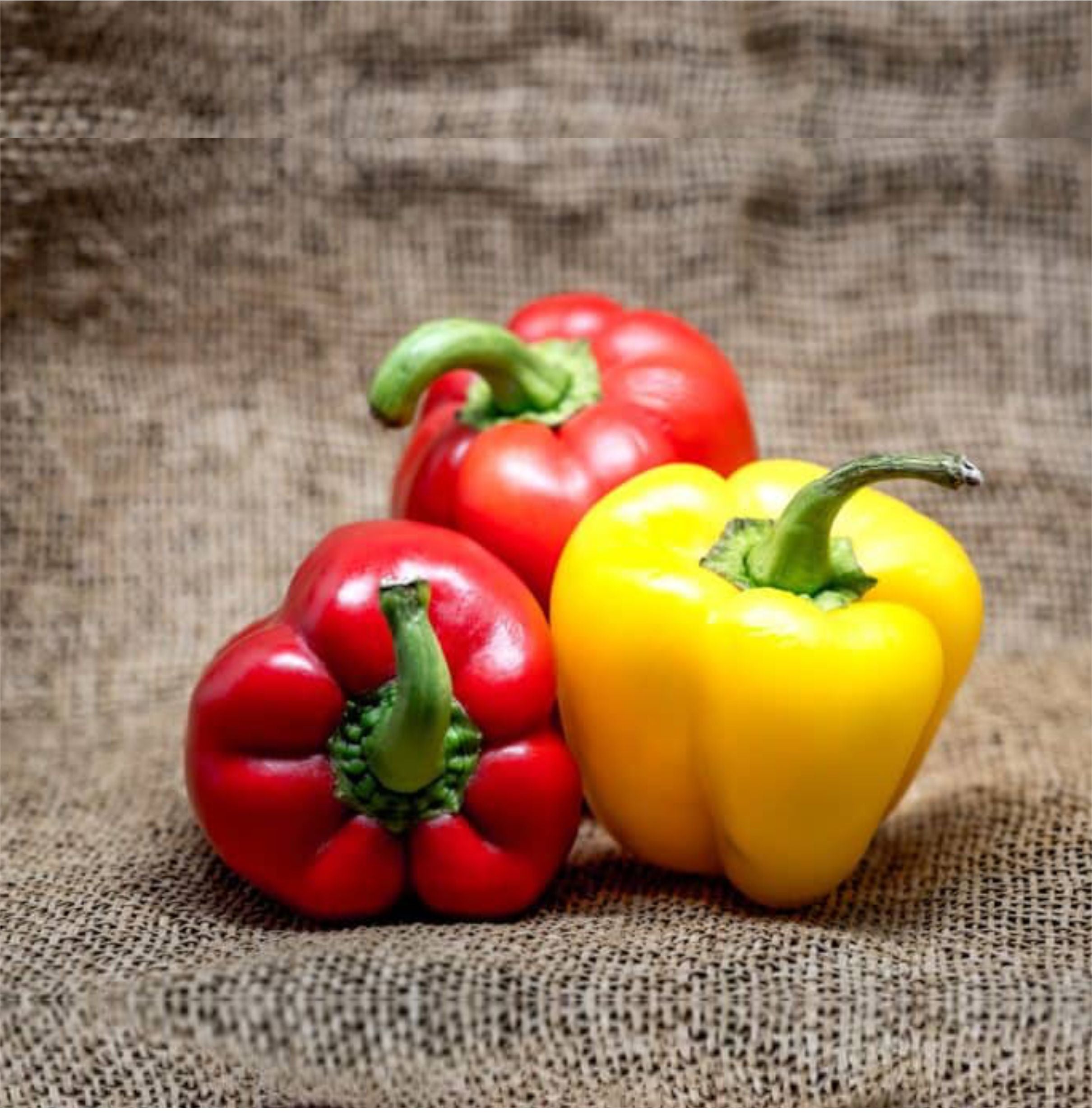 Hydroponic Bell pepper (red/yellow)