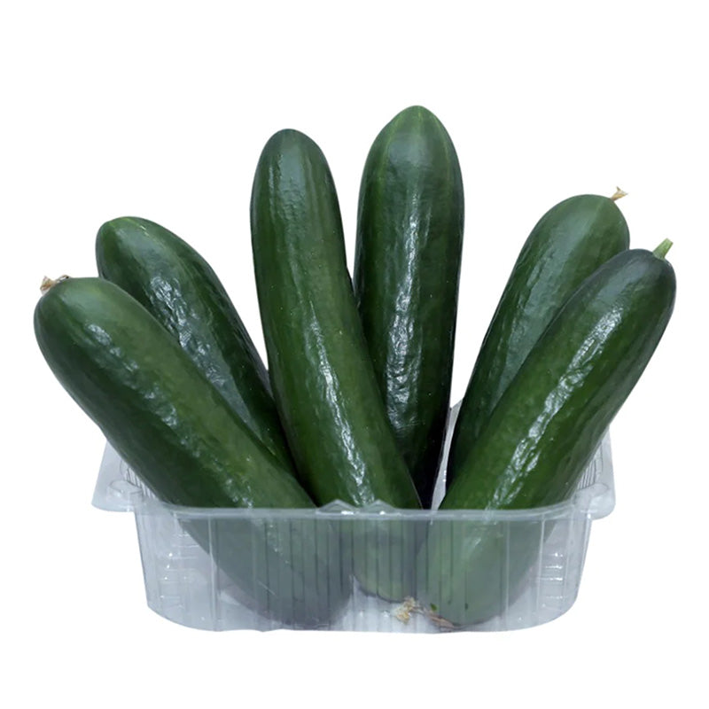 American cucumber